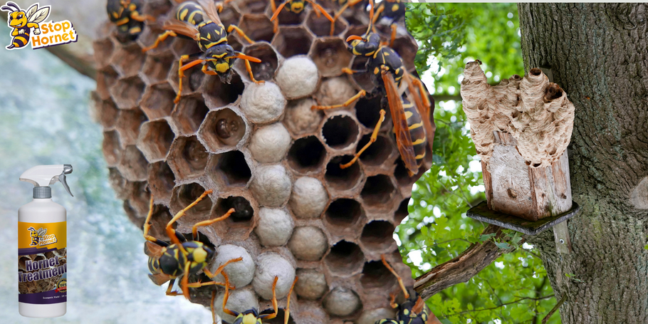 Kunnen we het product tegen Horzels en Wespen gebruiken om het verschijnen van nesten te voorkomen?