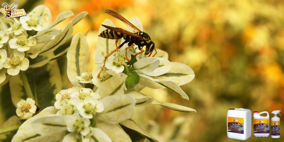 Het product tegen Horzels en Wespen: wat is de impact op planten en tuin?