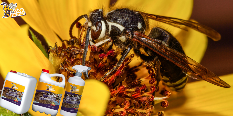 Hoe verhoudt het product Hornet and Wasp Control zich tot andere behandelmethoden?